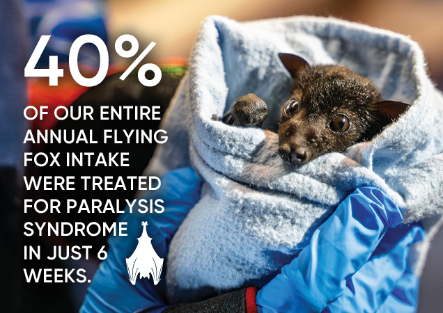 Flying fox infographic of how many were treated at RSPCA Wildlife Hospital.